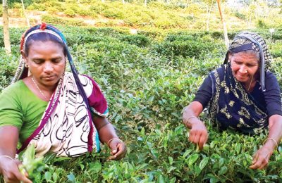 মজুরি বৃদ্ধির আন্দোলনে চা শ্রমিকেরা