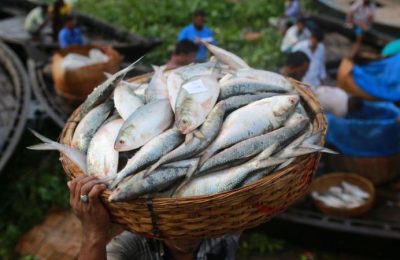 ইলিশ: এবছর অপেক্ষাকৃত কম ধরা পড়ছে, এর কারণ কী?