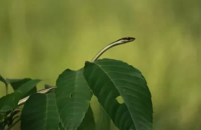 ভীমরাজ, সুতা সাপ আর ঝিঁঝিঁ ব্যাঙসহ ২০৯টি প্রজাতির বন্যপ্রাণী টিকে আছে ঢাকায়, কয়েকটি বিরল – বলছে গবেষণা