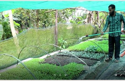 কৃষিঃ নোয়াখালীতে কোকোডাস্ট পদ্ধতিতে চারা উৎপাদনে মিলাদ হোসেনের সাফল্য