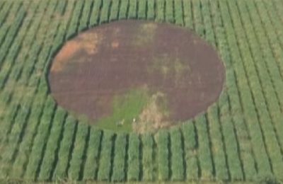 শাক সবজি দিয়ে ১ লক্ষ বর্গফুটের জাতীয় পতাকা বানিয়ে তাক লাগিয়ে দিয়েছেন কৃষক রাঙা