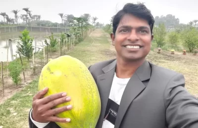 জায়ান্ট পার্ল পেঁপে: বিরাট আকারের, বেশি ফলনের, সুস্বাদু কিন্তু হাইব্রিড নয়