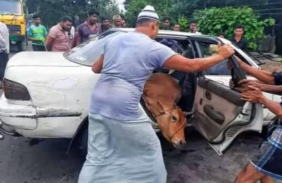 চোরাই গরুসহ প্রাইভেট কার খাদে -গরু এবং কার রেখে পালালো চোর চক্র