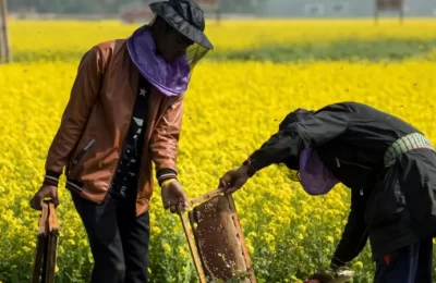 বাংলাদেশে মধু চাষে লাখ লাখ টাকা আয়ের হাতছানি