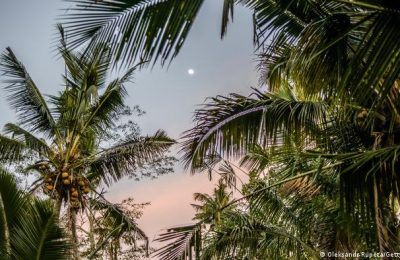 পরিবেশ বাঁচিয়ে পাম অয়েল ব্যবহার নিয়ে ভাবনাচিন্তা