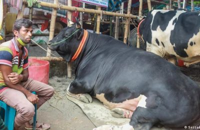 গরুর হাটও আওয়ামী লীগ নেতা-কর্মীদের দখলে