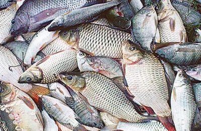 নড়াইলে চাহিদার তুলনায় বার্ষিক ২ হাজার টন বেশি মাছ উৎপাদন 