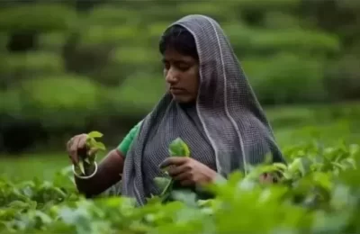 চা শ্রমিকদের দৈনিক মজুরি ১৭০ টাকা নির্ধারণ করে দিলেন প্রধানমন্ত্রী শেখ হাসিনা