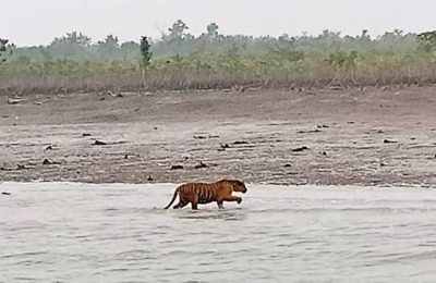 বাংলাদেশের বাঘ ভারতে চলে যাচ্ছে?