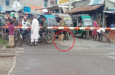 কুকুরও নিয়ম মানে!