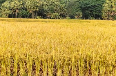 গোপালগঞ্জে আমনের বাম্পার ফলন 