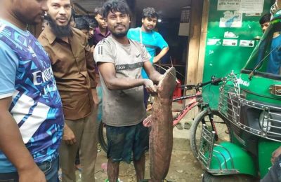 সীতাকুণ্ডে চারটি ‘নিষিদ্ধ মাগুর’ বিক্রি হলো ২০ হাজার টাকায়