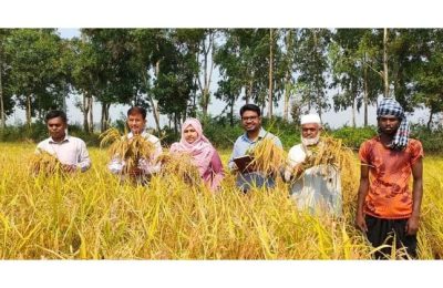 নাটোরে নতুন উদ্ভাবিত বিনা-২৫ ধানের অভিষেক