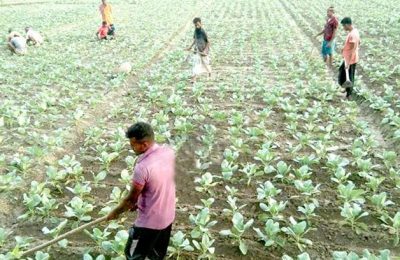 দিনাজপুর ফুলবাড়ীতে ফুলকপি চাষের ধুম