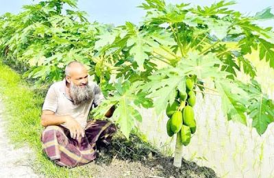 দিনাজপুরে সড়কের পাশে কৃষক আলতাফ হোসেন  ৪০০ পেঁপে গাছ লাগিয়ে চমক সৃষ্টি করেছেন