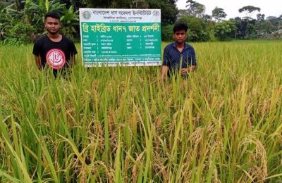 গোপালগঞ্জসহ ৩ জেলায় ব্রি-৭ ধানের বাম্পার ফলন