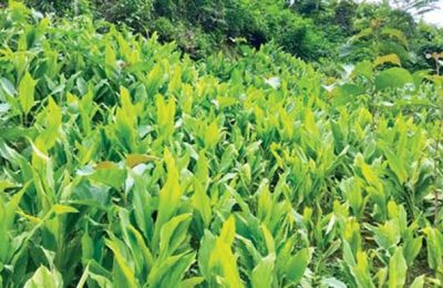 কুমিল্লায় সবুজ পাহাড়ে হলুদ চাষের সমারোহ
