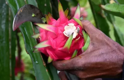 ড্রাগন ফল চাষে ব্যবহার হচ্ছে ‘টনিক’ – চেনার উপায় কী? স্বাস্থ্য ঝুঁকি কতটা?