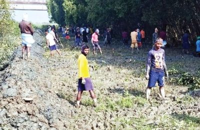 চিংড়িঘের তৈরি করতে কাটা হলো প্যারাবনের ৫ হাজার চারাগাছ