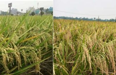অনুমোদন পেলো ব্রি উদ্ভাবিত দুইজাতের নতুন ধান 