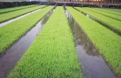 গোপালগঞ্জে ১৫০ একর জমিতে আধুনিক সমলয় পদ্ধতিতে বোরো আবাদ