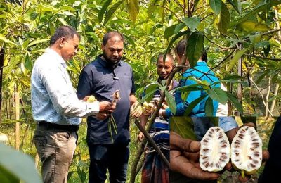 নড়াইলে বাণিজ্যিকভাবে ক্যান্সার প্রতিষেধক ননী ফল চাষে সাড়া ফেলেছেন উদ্যোক্তা রবিউল