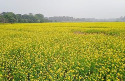 সরিষার বাম্পার ফলনে হলুদময় টাঙ্গাইলের গোপালপুর