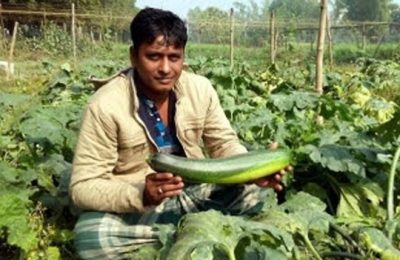 দিনাজপুরে ‘স্কোয়াশ’ চাষে লাভবান হচ্ছেন কৃষকরা