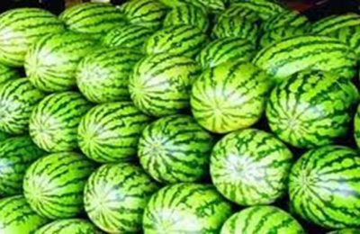 ভোলায় তরমুজের বাম্পার ফলনের সম্ভাবনা