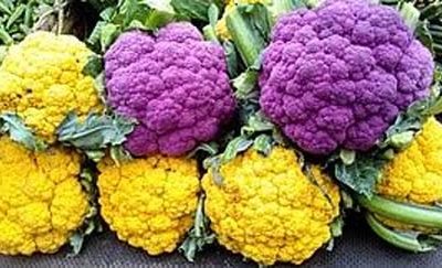 শেরপুরে রঙ্গিন কপি চাষ করে কৃষক লাভবান