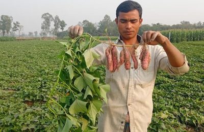 পীরগঞ্জের করতোয়া নদী ঘেঁষা বালুচরে মিষ্টি আলুর বাম্পার ফলন