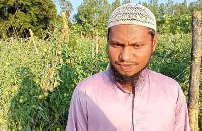 শীতকালে মালচিং পদ্ধতিতে টমেটো চাষ করে সফল মাইদুল হুদা রিয়ন