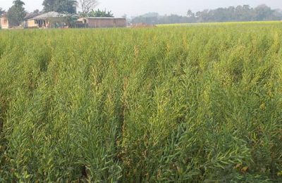 জয়পুরহাটে সরিষার বাম্পার ফলনে কৃষকের মুখে হাসি