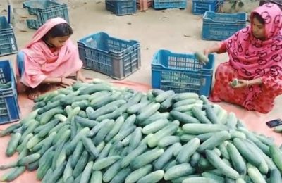 কুমিল্লায় স্বল্পকালীন জাতের শসার বাম্পার ফলন