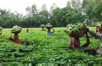 কুমিল্লার লালমাই পাহাড়ের পতিত জমিতে সবুজের বিপ্লব ঘটিয়েছেন আজাদ