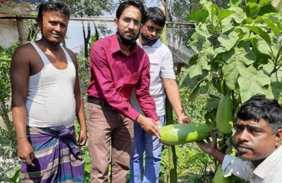 কুমিল্লায় বেগুনের বাম্পার ফলন