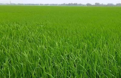 দিনাজপুরে বোরো ধানের বাম্পার ফলনের সম্ভাবনা