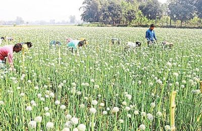 দিনাজপুর বীরগঞ্জ উপজেলায় পেঁয়াজ বীজ উৎপাদনে সফলতা অর্জন