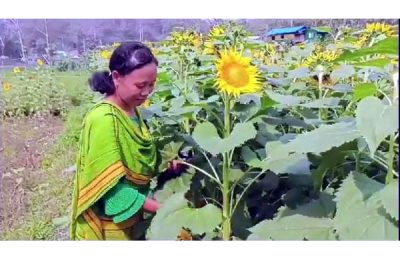 পাহাড়ের কৃষকদের আশার আলো দেখাচ্ছে সূর্যমুখী