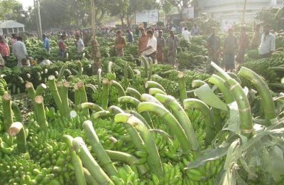 জয়পুরহাটে কলা চাষ করে ভাগ্য বদল করছেন চাষিরা