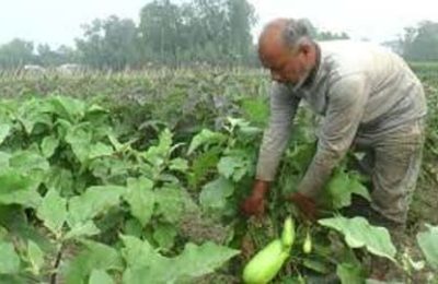 কুমিল্লায় নিরাপদ সবজি চাষে আয় বেড়েছে কৃষকদের