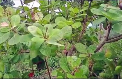 পাহাড়ে কাজুবাদাম চাষের দ্বার উন্মোচন